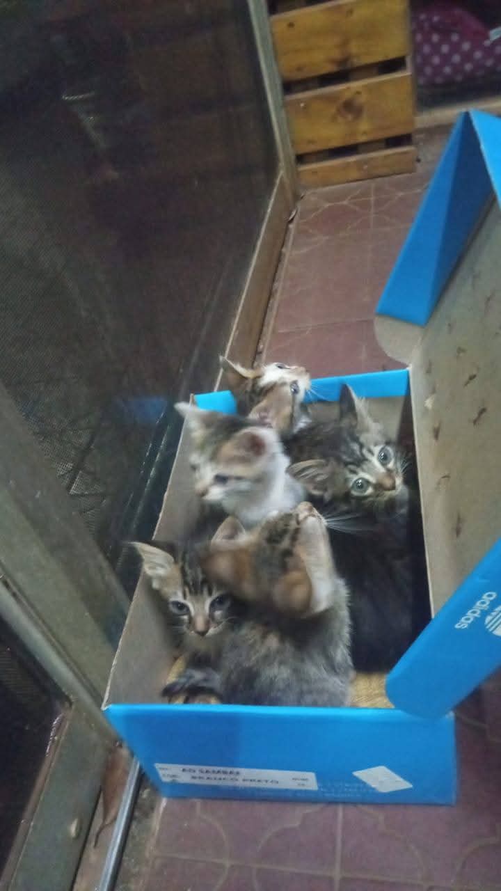 Abandonaron cinco gatitos frente a una veterinaria de Eldorado y refuerzan el pedido de tenencia responsable 2